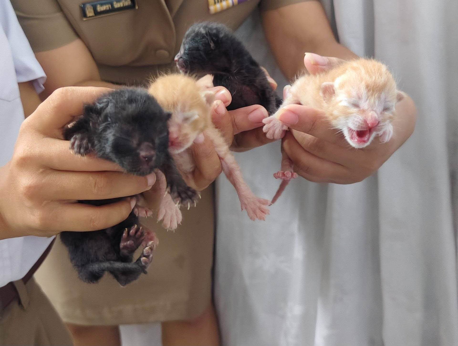 หาบ้านให้น้องค่ะ พี่ๆคนไหนสนใจอยากได้ลูกแมวไปเลี้ยง ติดต่อได้นะคะ