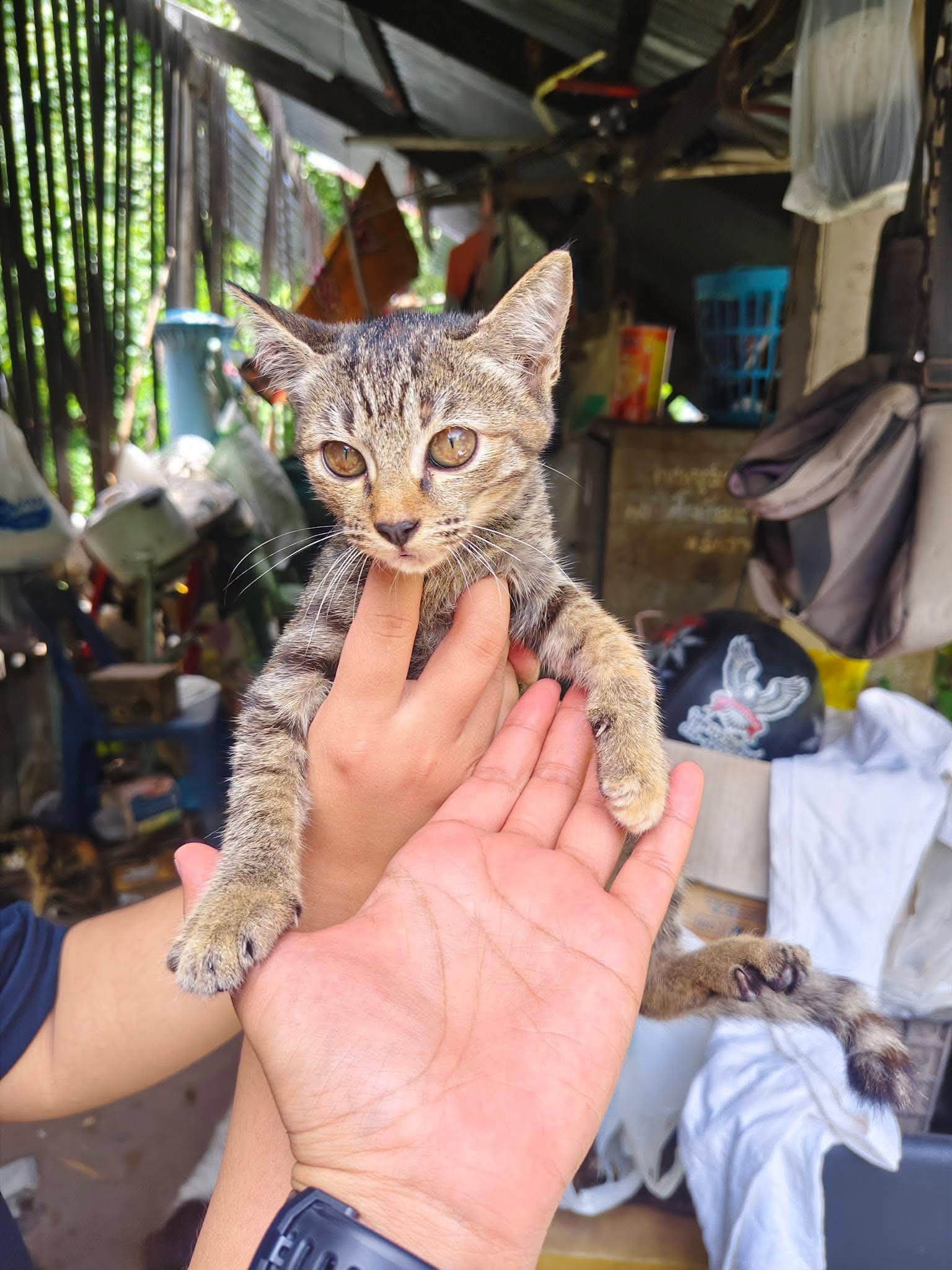 หาบ้านให้น้องค่ะ พี่ๆคนไหนสนใจอยากได้ลูกแมวไปเลี้ยง ติดต่อได้นะคะ