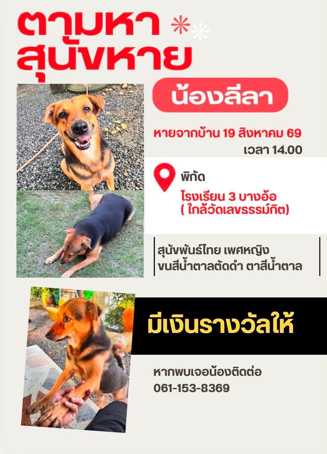 รบกวน ขอความช่วยเหลือ ช่วยแชร์ตามหาน้องหมาที่หายไปครับ